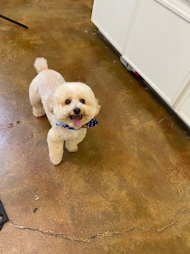 Dog Grooming Vista Pet Groomery & Co. Vista