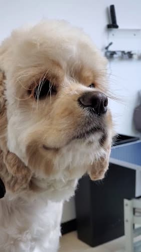 Dog Grooming Wag-A-Muffins Dog Grooming LLC Beaverton