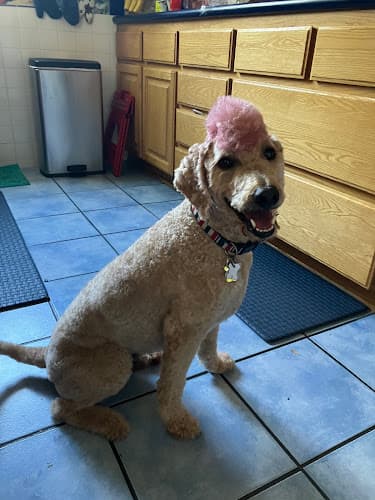 Dog Grooming Wag My Tail Pet Salon & Grooming School Glendale