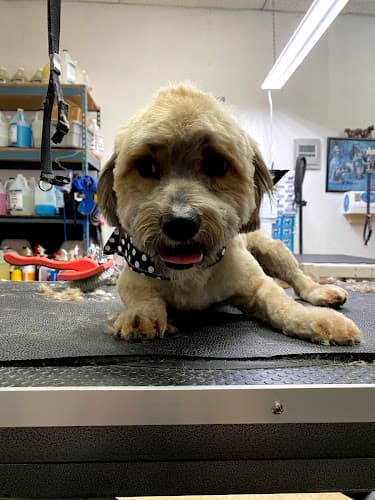 Dog Grooming Waggin Tails Dog & Cat Grooming Hesperia