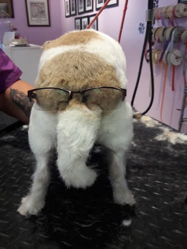 Dog Grooming Wagging Tails Pet Grooming LLC West Covina