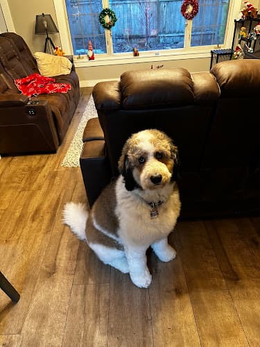 Dog Grooming Wagsworth Grooming Gresham