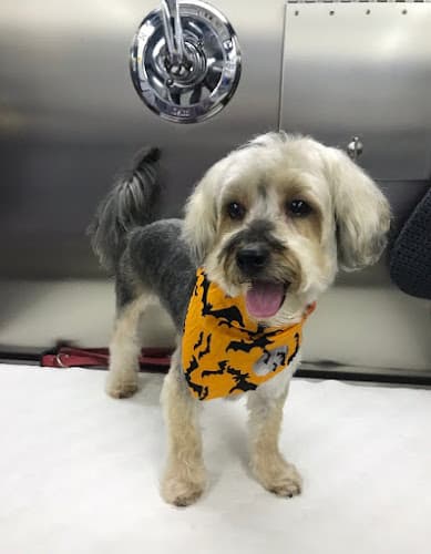 Dog Grooming WanderDog Mobile Grooming Federal Way