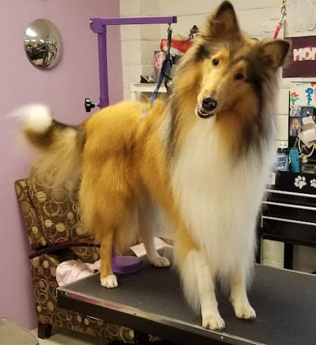 Dog Grooming Wash Your Paws Pet Grooming Bend