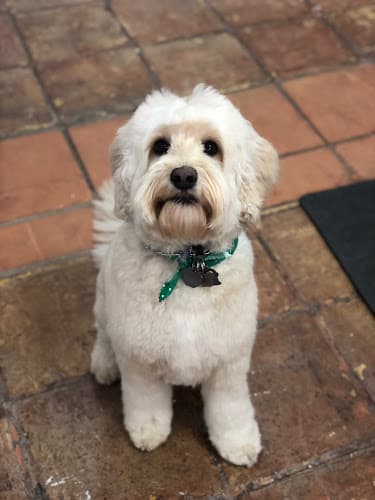 Dog Grooming We Love Paws Pet Grooming Salon Sacramento