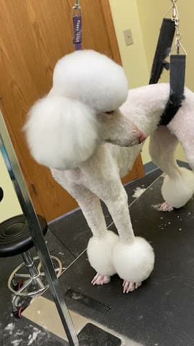 Dog Grooming Wendy's Wash & Go Mobile Professional Pet Grooming Los Angeles