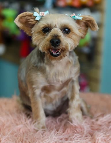 Dog Grooming West Coast Grooming Academy Los Angeles