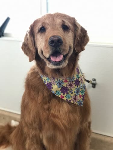 Dog Grooming West Salem Dog Grooming, formerly Canine Concepts Salem