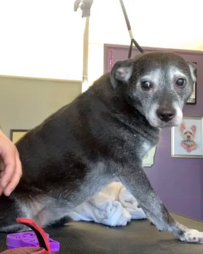 Dog Grooming What The Fluff! Kent