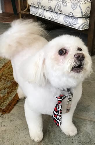 Dog Grooming Whiskers Mobile Pet Grooming Santa Clarita