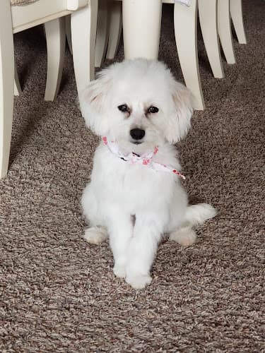 Dog Grooming Whiskers & Tails Grooming Victorville