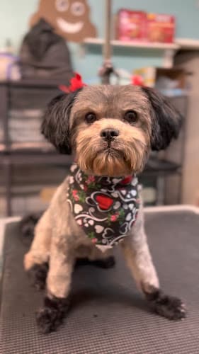 Dog Grooming Who's Your Groomer? Rialto