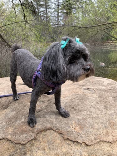 Dog Grooming Wiggles Pet SPA - Dog Ear Cleaning, Nail Clipping, Full Dog Grooming Salon in Sherman Oaks, CA Burbank