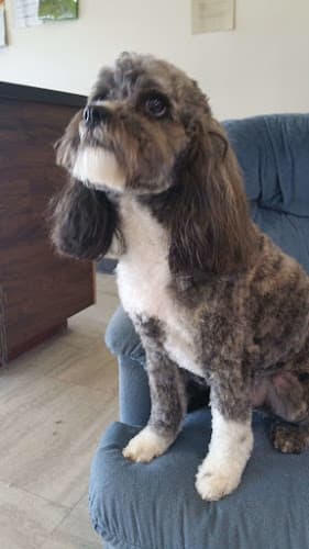 Dog Grooming Wiggles & Wags Grooming - Dog Wash | Dog Groomer | Pet Salon | Dog Grooming Service in Portland OR Portland