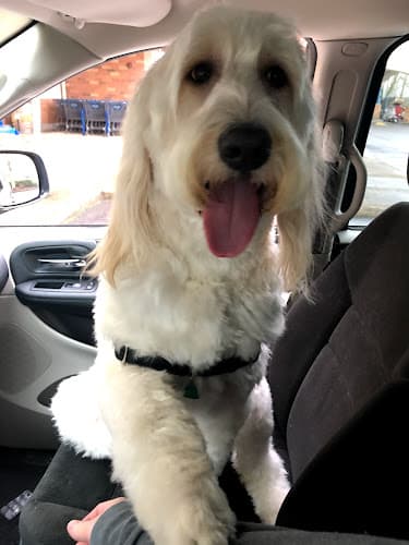 Dog Grooming Wilco Farm Store Gresham