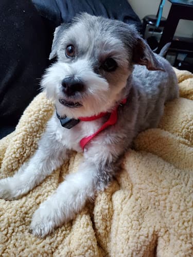 Dog Grooming Wilco Farm Store Salem