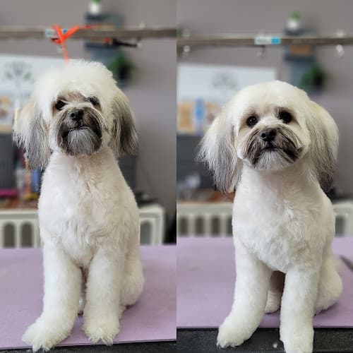 Dog Grooming Wild Dog Grooming Santa Clara