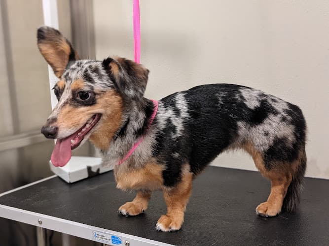 Dog Grooming Willow Tree Pet Grooming Everett