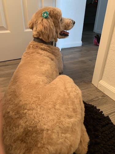 Dog Grooming Wizard of Paws LLC Eugene