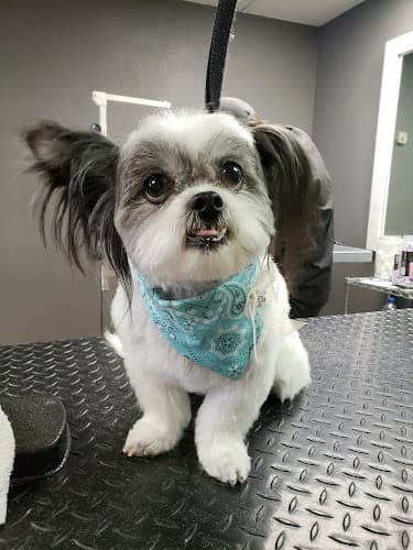 Dog Grooming Wooforia Grooming Salon Fresno