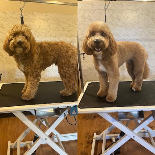 Dog Grooming Woofy's Dog Grooming Studio Santa Rosa