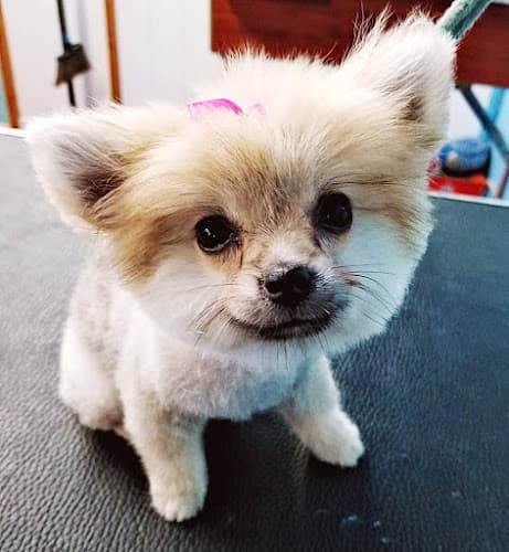 Dog Grooming Woofytail Dog Grooming Carson