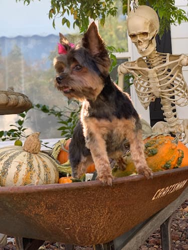 Dog Grooming World's Fame Pet Grooming Sln Elk Grove