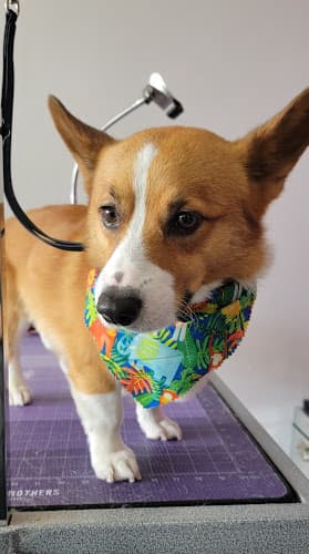 Dog Grooming Wow pet's grooming Chula Vista
