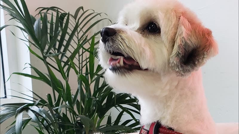 Dog Grooming Wowow grooming Los Angeles
