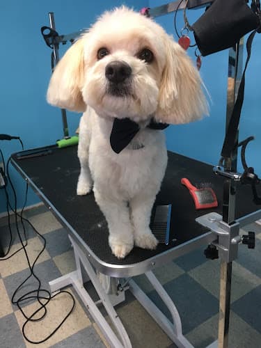 Dog Grooming XoloDoggie Pet Grooming West Covina