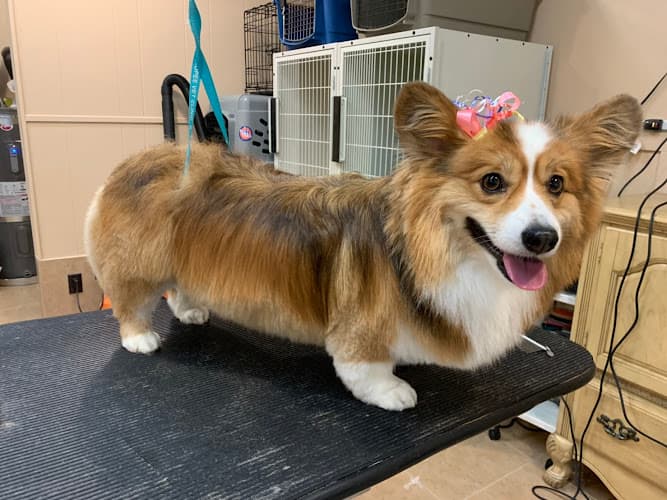 Dog Grooming Yappy Dog Pet Grooming - Portland OR Portland