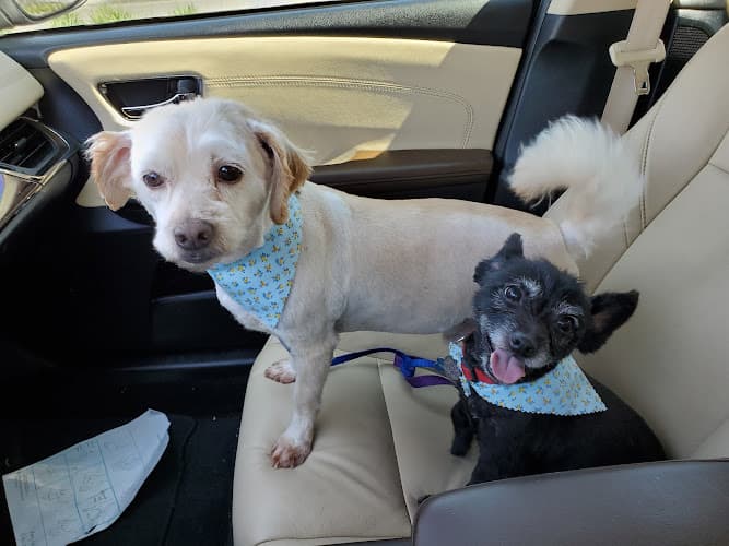 Dog Grooming YB Pet Grooming Norwalk