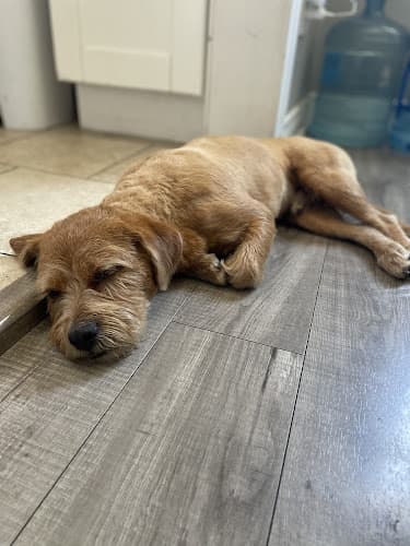Dog Grooming Yolis & Nube Dog Grooming Inglewood