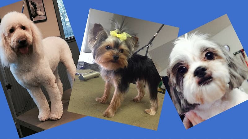 Dog Grooming You Heavenly Dog Bellevue