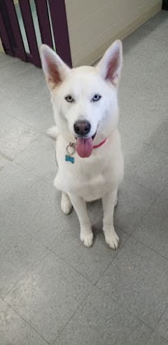 Dog Grooming Your Dogs Groomer El Cajon