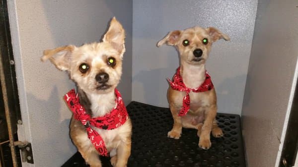 Dog Grooming Yucaipa Dog & Cat Grooming South Gate