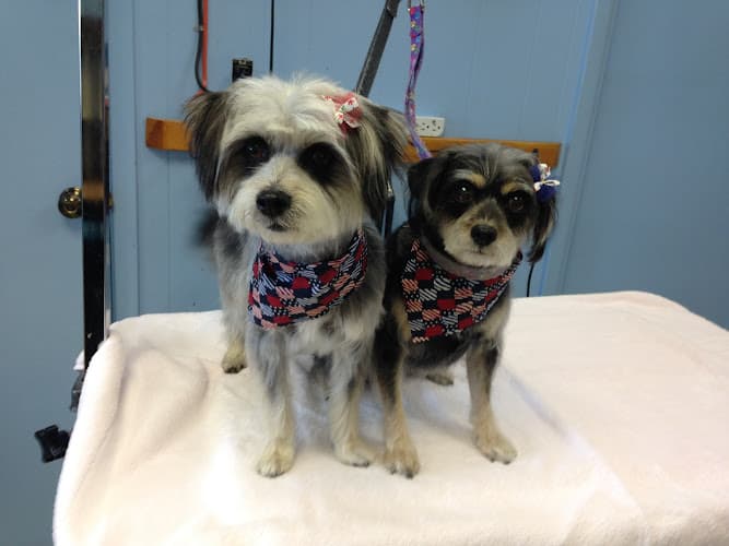 Dog Grooming yukiko's dog grooming Salinas