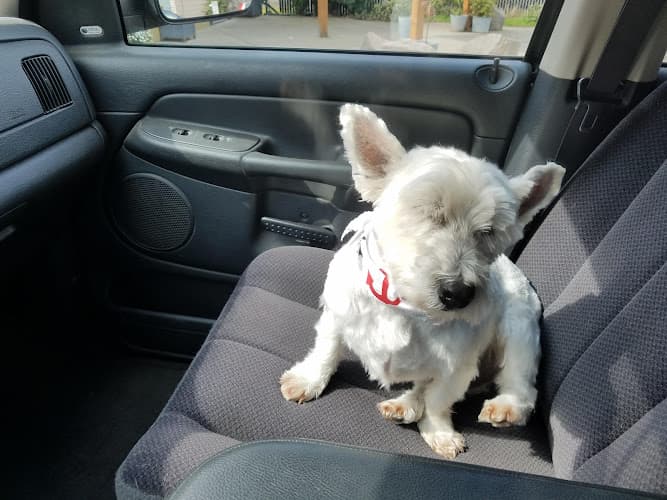 Dog Grooming Zimmer’s Grooming Salon Portland