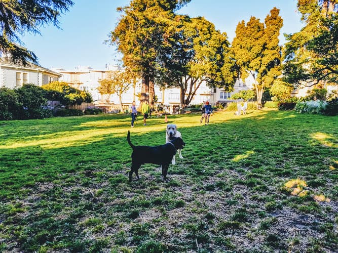 Dog Park Allyne Park San Francisco