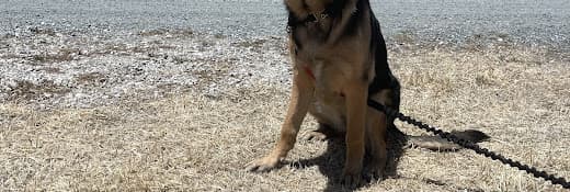 Dog Park Antioch Dog Show Site Antioch