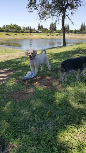Dog Park Basin XX Park Fresno