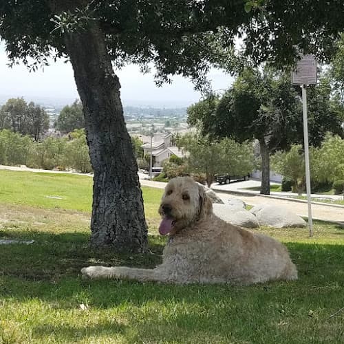 Dog Park Bear Valley Park Temecula