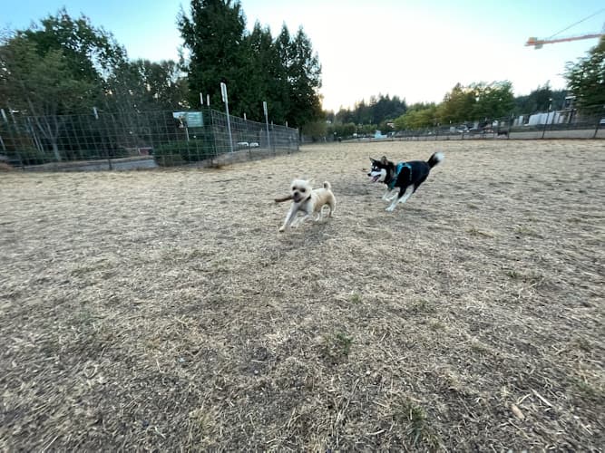 Dog Park Bothell Pop-up Dog Park Kirkland