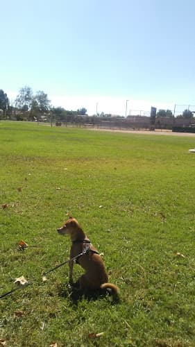Dog Park California Oaks Sports Park Temecula