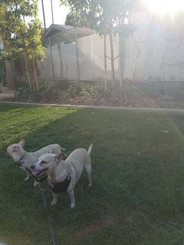 Dog Park Carlton Way Park Burbank