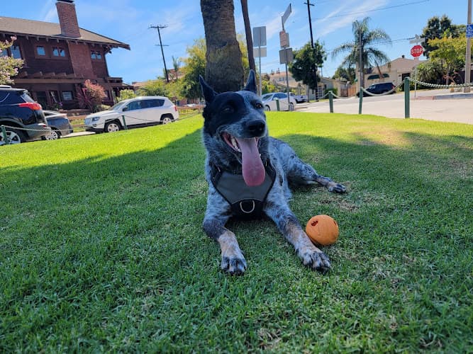 Dog Park Carroll Park North Long Beach