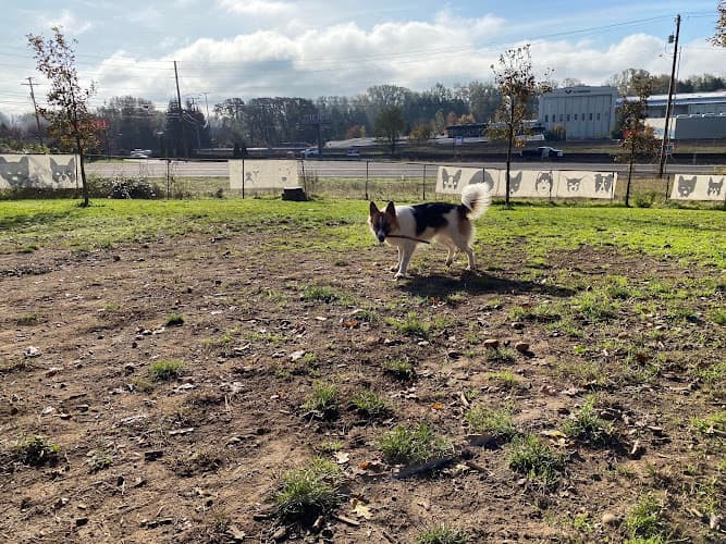 Dog Park Clark County Dog Park Vancouver