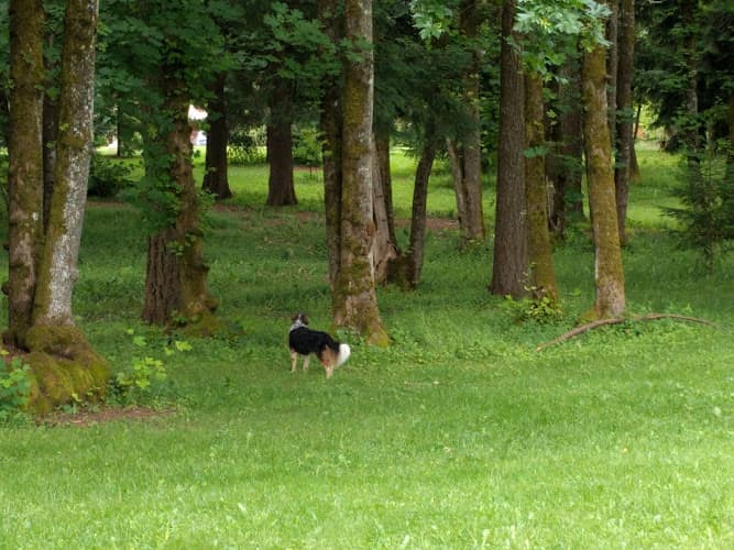 Dog Park Columbia View Park Gresham