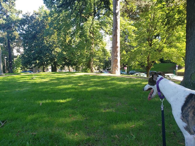 Dog Park Couch Park Gresham