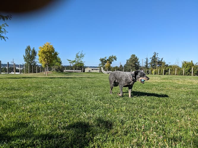 Dog Park Cully Park Gresham